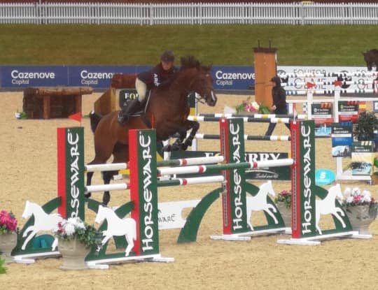 Jump Horses For Sale